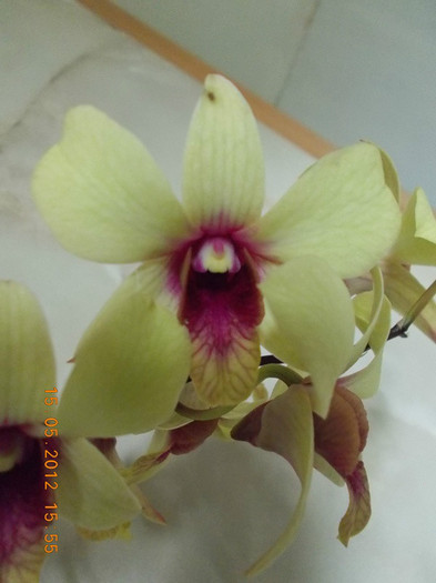 DSCN2686 - Orhidee 2012