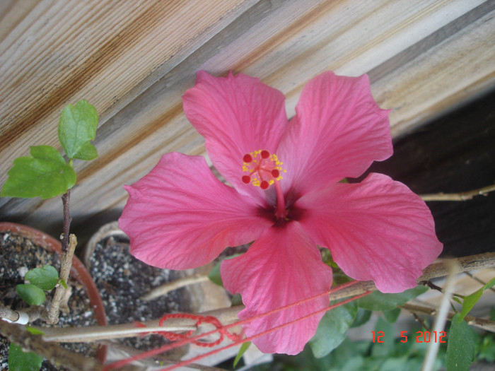 15.05.12 - Hibiscus 2012