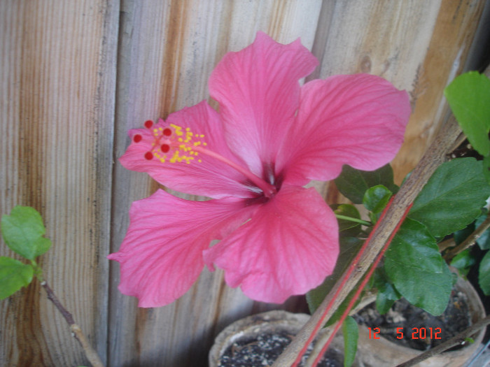 DSC04476 - Hibiscus 2012