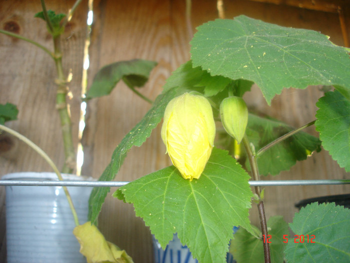 12.05.12 - abutilon 2012