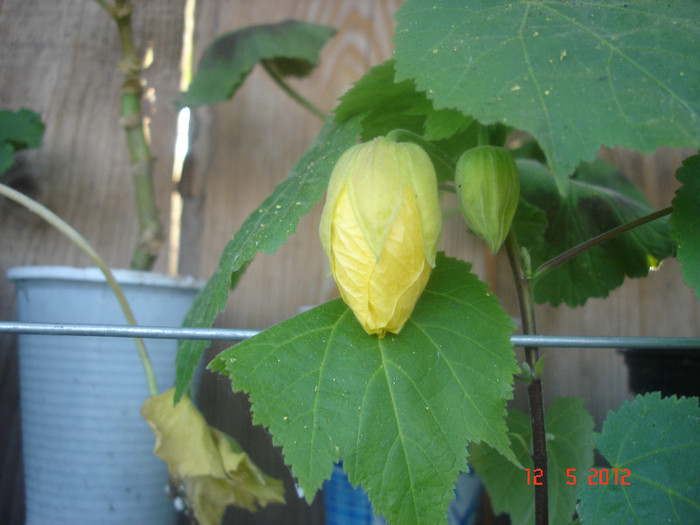 DSC04479 - abutilon 2012