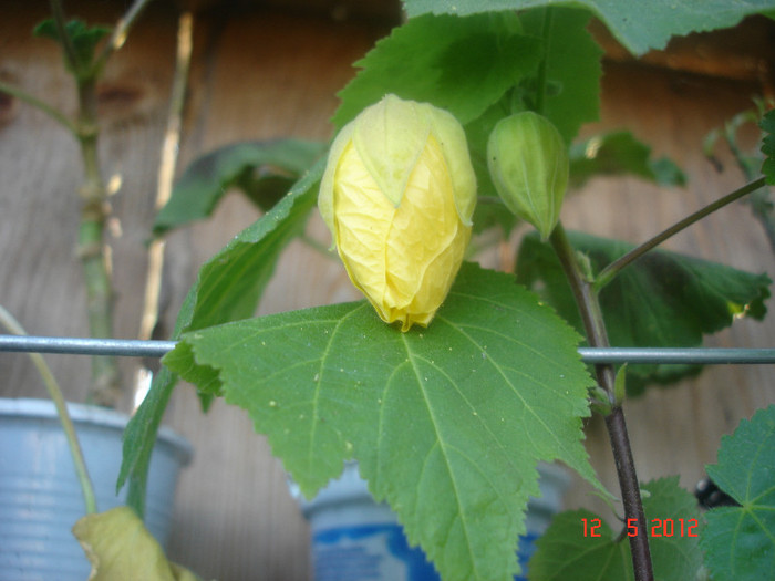 DSC04480 - abutilon 2012