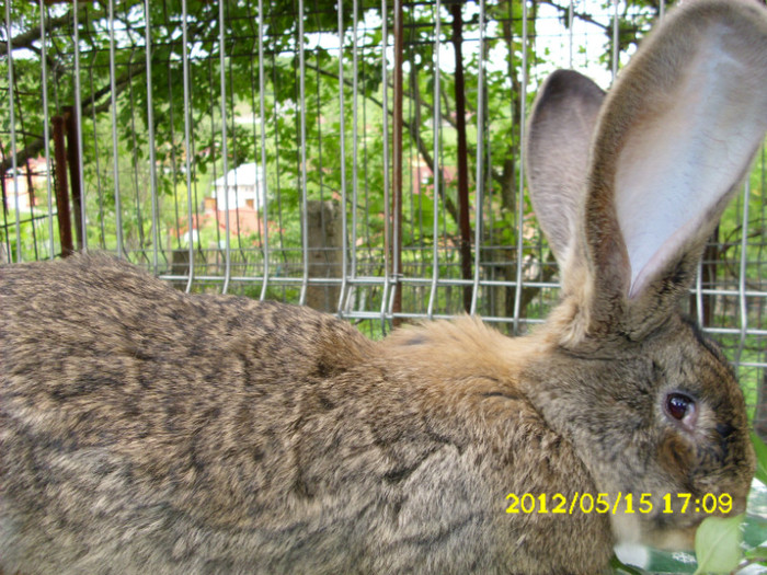 Picture 574 - 0  aaa iepuri de vanzare diferite rase 2012