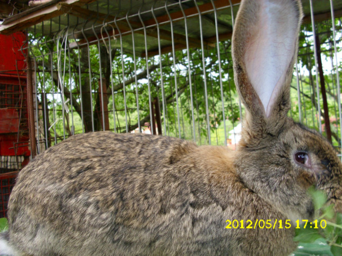Picture 579 - 0  aaa iepuri de vanzare diferite rase 2012