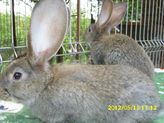 Picture 596 - 0  aaa iepuri de vanzare diferite rase 2012
