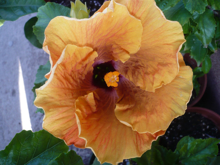 P1130582