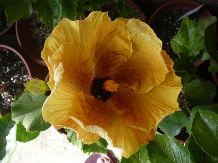 P1130599