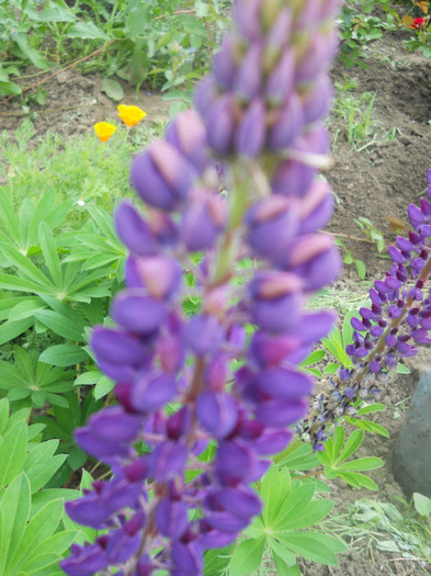 DSCN2601
