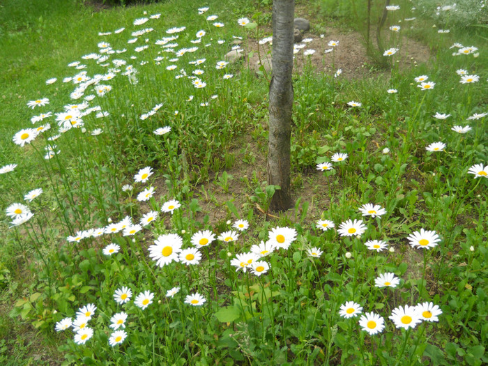 DSCN2605