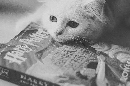 tumblr_m42lkcfZVh1rogddro1_500_large