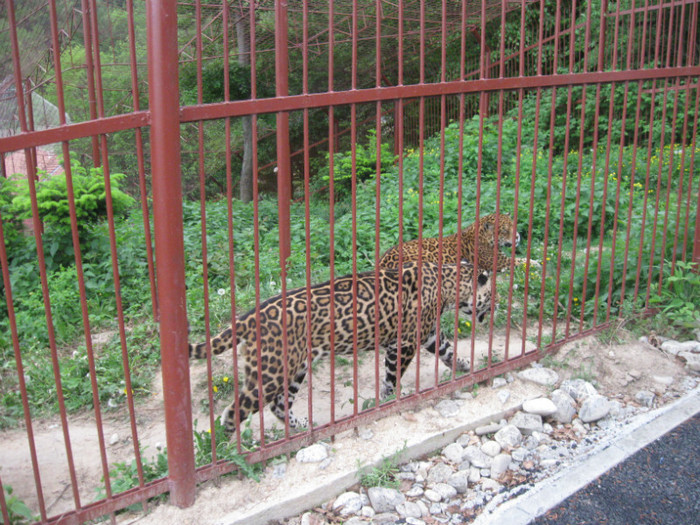 lore 198 - zoo brasov