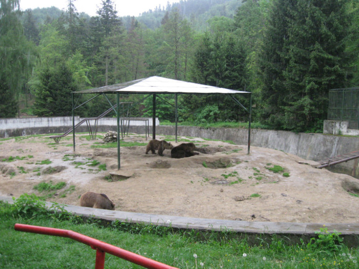 lore 232 - zoo brasov