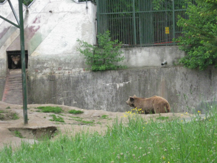 lore 221 - zoo brasov