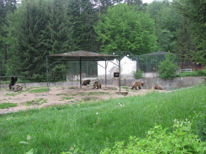 lore 224 - zoo brasov