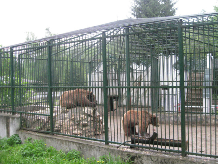 lore 236 - zoo brasov