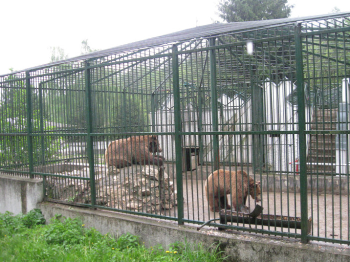 lore 237 - zoo brasov