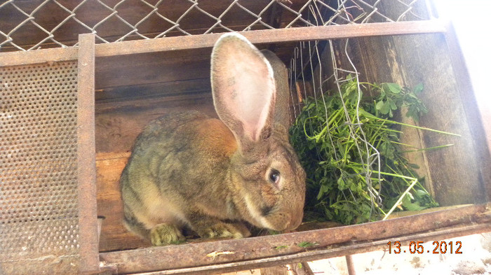 ro18 vs 1 2 la 4,5 luni 5,5 kg