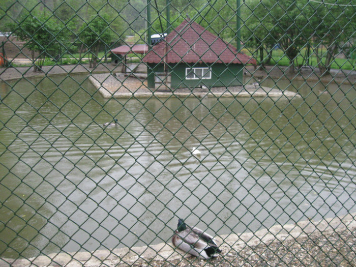 lore 250 - zoo brasov