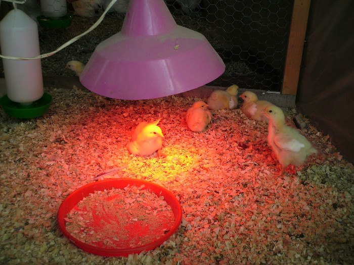 IMG_0034; O SAPTAMANA 300 GRAME-MAI 2012
