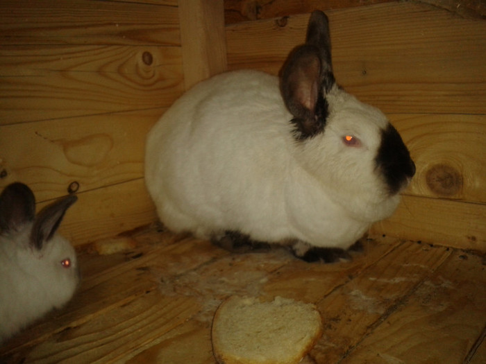 2012-05-15 20.22.21 - Iepuri