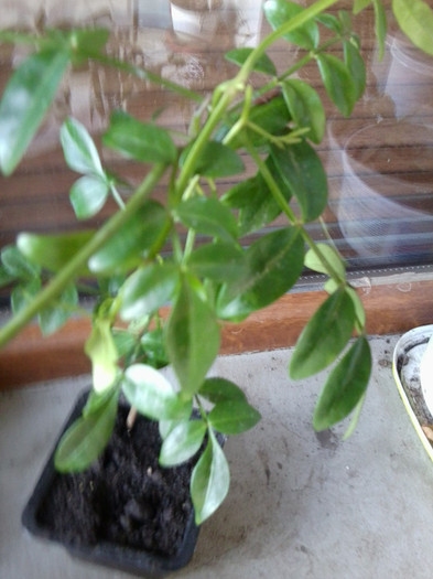 jasmin-multumesc ileana