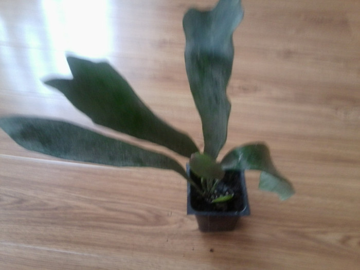 platycerium superbum sau