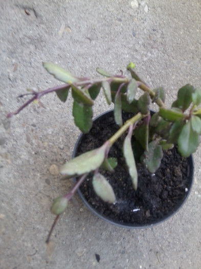 kalanchoe -multumesc ileana