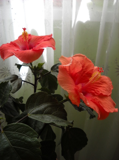 Duett intr-o zi!! 15 mai. pierdut