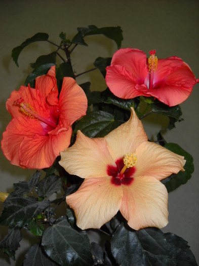 un buchet de 15 mai ! - HIBISCUS - 2012