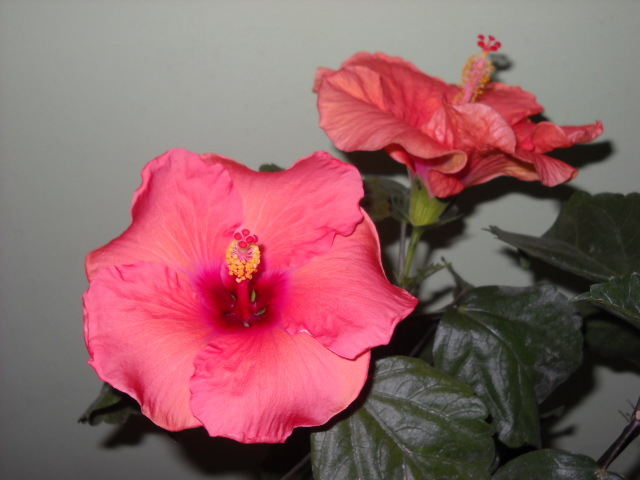 005 - HIBISCUS - 2012