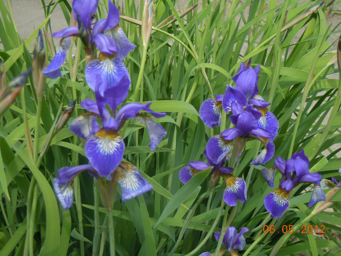 IRIS SIBIRICA PERSIMMON