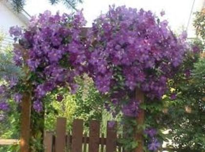 CLEMATITA