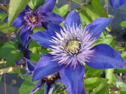 CLEMATITA