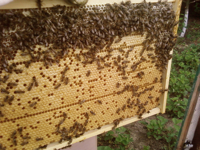 rama noua frumos lucrata de matca