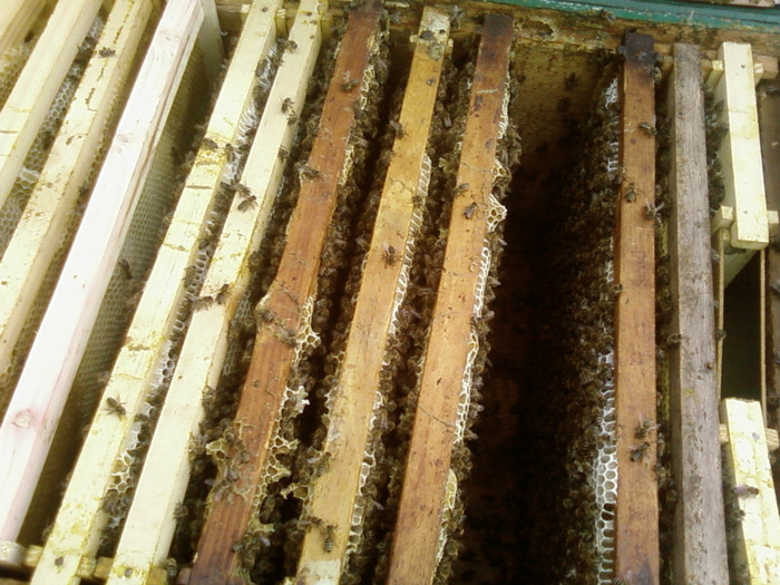 rame stup nr3(tras miere salcam 15.05)