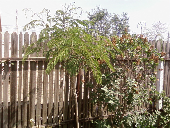 albizia mea 3ani - arbori ornamentali 2012