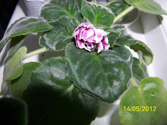 RS Giorcoginia-prima floricica - violete 2012