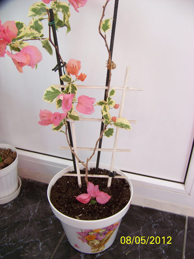303_6157 - bougainvillea 2012