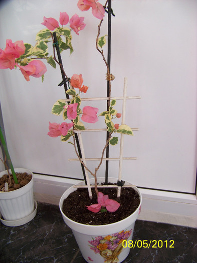Bengal orange - bougainvillea 2012