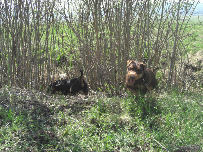 Demon si Sarreti Vadasz Celli