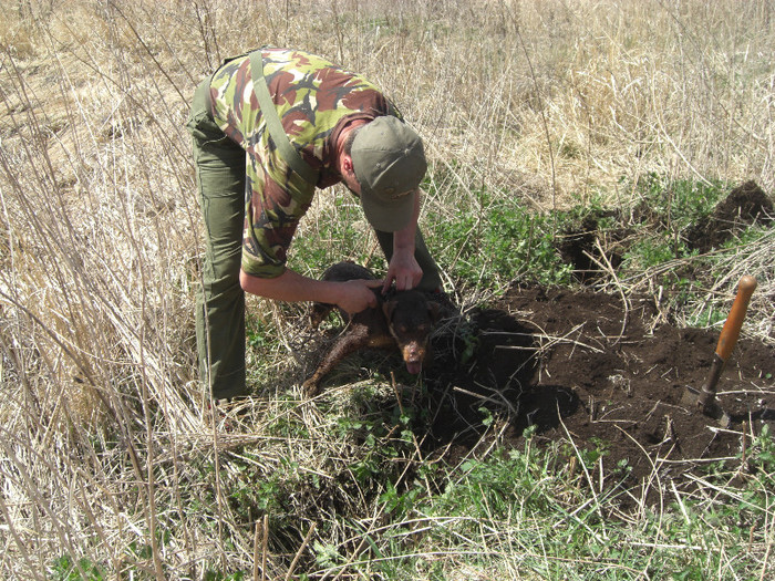 Sarreti Vadasz Celli