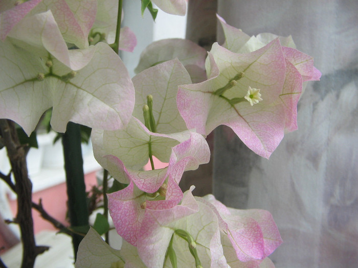 IMG_0646 - bougainvillea 2012