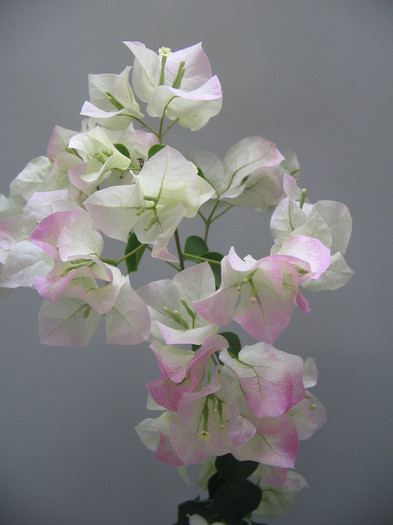 IMG_0647 - bougainvillea 2012
