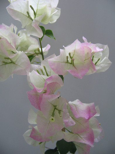 IMG_0648 - bougainvillea 2012