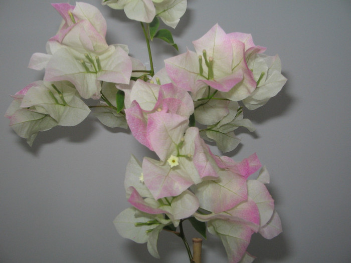 IMG_0653 - bougainvillea 2012