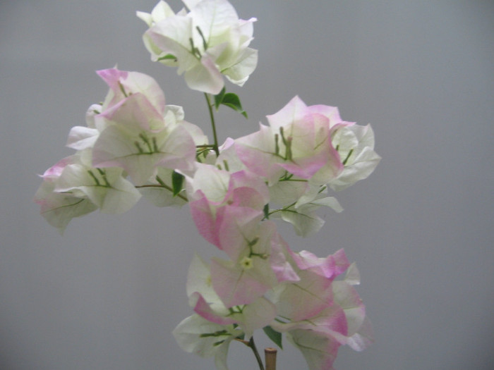 IMG_0655 - bougainvillea 2012