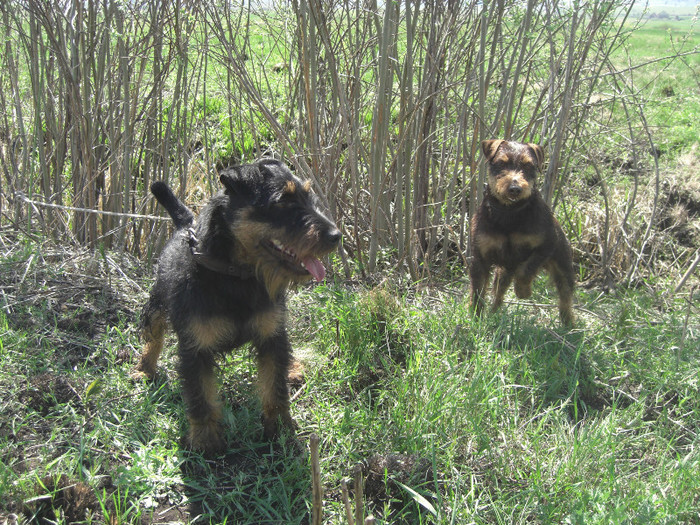 Demon si Sarreti Vadasz Celli