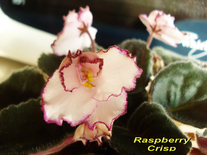 Raspberry Crisp (16-05-2012) - Violete 2012