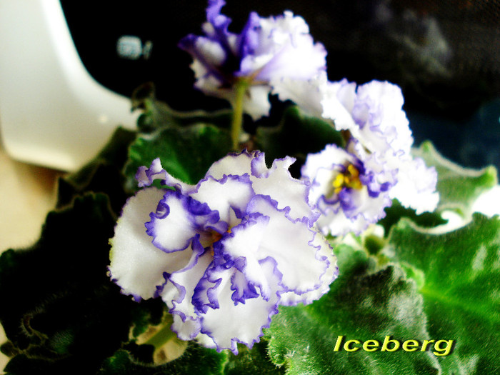 Iceberg (16-05-2012)