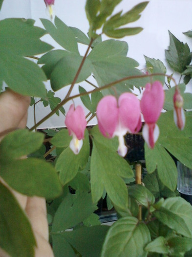 16 mai 2012-flori 011 - dicentra spectabilis